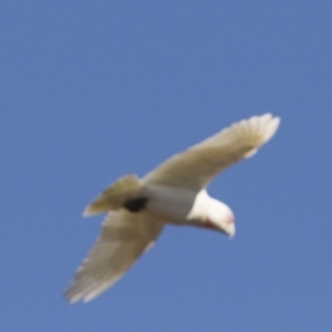 Cacatua tenuirostris at Phillip, ACT - 9 Aug 2017