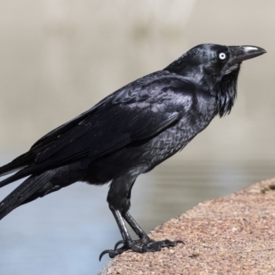 Corvus coronoides (Australian Raven) at Phillip, ACT - 9 Aug 2017 by Alison Milton