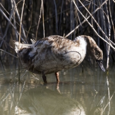 Anas platyrhynchos (Mallard (Domestic Type)) at Phillip, ACT - 9 Aug 2017 by AlisonMilton