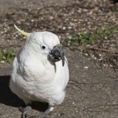 Cacatua galerita (Sulphur-crested Cockatoo) at Higgins, ACT - 2 Sep 2017 by AlisonMilton