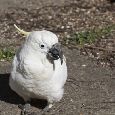 Cacatua galerita (Sulphur-crested Cockatoo) at Higgins, ACT - 2 Sep 2017 by Alison Milton