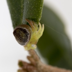 Dolophones sp. (genus) (Wrap-around spider) at Higgins, ACT - 4 Sep 2017 by AlisonMilton