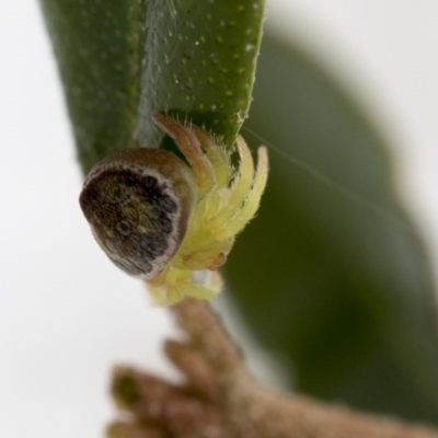 Dolophones sp. (genus) (Wrap-around spider) at Higgins, ACT - 4 Sep 2017 by AlisonMilton