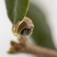 Dolophones sp. (genus) at Higgins, ACT - 4 Sep 2017 09:18 AM