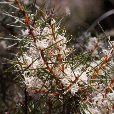 Hakea decurrens subsp. decurrens (Bushy Needlewood) at Bruce, ACT - 10 Sep 2017 by SallyandPeter