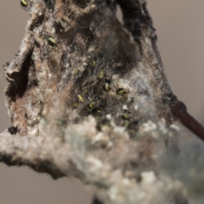 Hortophora sp. (genus) (Garden orb weaver) at Higgins, ACT - 10 Sep 2017 by AlisonMilton