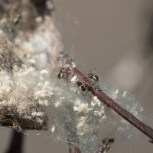 Hortophora sp. (genus) at Higgins, ACT - 10 Sep 2017