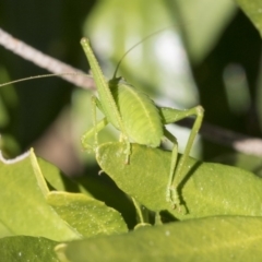 Caedicia simplex (Common Garden Katydid) at Higgins, ACT - 10 Sep 2017 by AlisonMilton