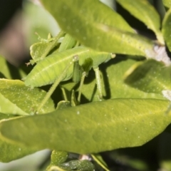 Caedicia simplex at Higgins, ACT - 10 Sep 2017 10:41 AM