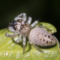 Opisthoncus grassator (Jumping spider) at Higgins, ACT - 10 Sep 2017 by Alison Milton
