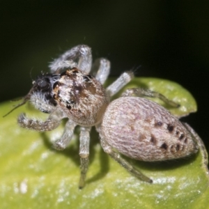 Opisthoncus grassator at Higgins, ACT - 10 Sep 2017 10:53 AM