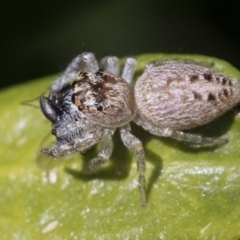 Opisthoncus grassator at Higgins, ACT - 10 Sep 2017 10:53 AM