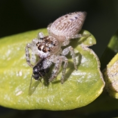 Opisthoncus grassator at Higgins, ACT - 10 Sep 2017