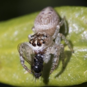 Opisthoncus grassator at Higgins, ACT - 10 Sep 2017