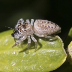 Opisthoncus grassator at Higgins, ACT - 10 Sep 2017