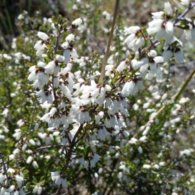 Cryptandra amara (Bitter Cryptandra) at Wanniassa, ACT - 10 Sep 2017 by galah681