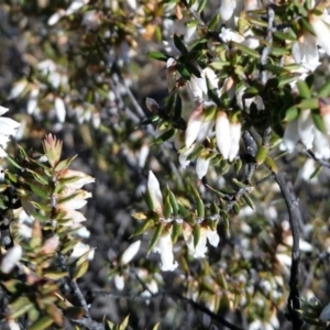 Leucopogon fletcheri subsp. brevisepalus at Wanniassa, ACT - 10 Sep 2017