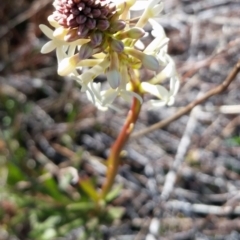 Stackhousia monogyna (Creamy Candles) at Farrer Ridge - 10 Sep 2017 by galah681