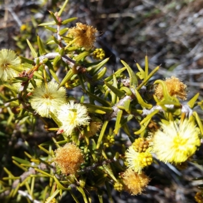 Acacia ulicifolia (Prickly Moses) at Farrer Ridge - 10 Sep 2017 by galah681