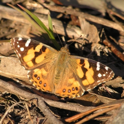 Vanessa kershawi (Australian Painted Lady) at Mount Taylor - 10 Sep 2017 by MatthewFrawley