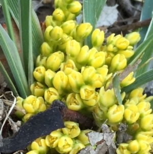 Lomandra bracteata at Googong, NSW - 11 Sep 2017