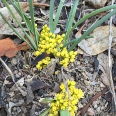 Lomandra bracteata at Googong, NSW - 11 Sep 2017