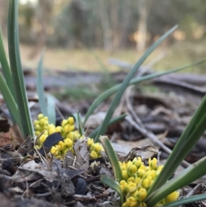 Lomandra bracteata at Googong, NSW - 11 Sep 2017