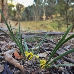 Lomandra bracteata at Googong, NSW - 11 Sep 2017