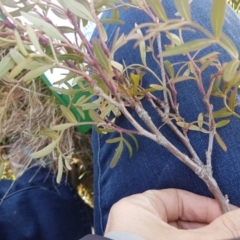 Polyscias sambucifolia subsp. Short leaflets (V.Stajsic 196) Vic. Herbarium (Elderberry Panax, Ornamental Ash, Elderberry Ash) at Kosciuszko National Park, NSW - 11 Sep 2017 by lesleypeden