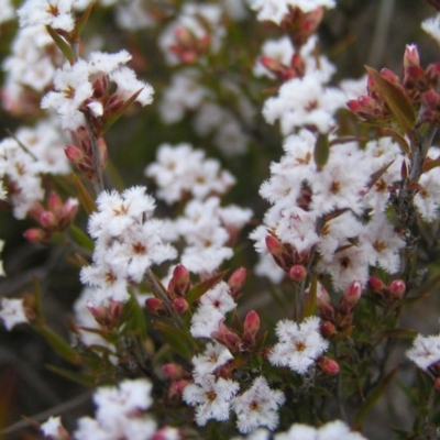 Leucopogon virgatus (Common Beard-heath) at Mount Taylor - 9 Sep 2017 by MatthewFrawley