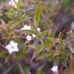 Leucopogon virgatus at Kambah, ACT - 9 Sep 2017 03:38 PM