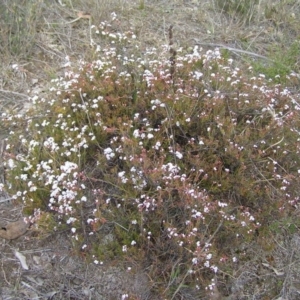 Leucopogon virgatus at Kambah, ACT - 9 Sep 2017 03:38 PM