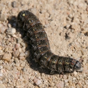 Apina callisto at Chapman, ACT - 10 Sep 2017 12:57 PM