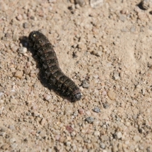 Apina callisto at Chapman, ACT - 10 Sep 2017 12:57 PM