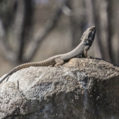 Pogona barbata (Eastern Bearded Dragon) at Chapman, ACT - 10 Sep 2017 by SWishart