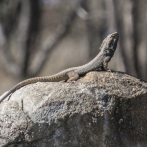 Pogona barbata at Chapman, ACT - 10 Sep 2017