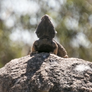 Pogona barbata at Chapman, ACT - 10 Sep 2017