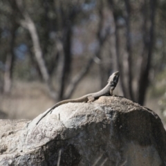 Pogona barbata at Chapman, ACT - 10 Sep 2017