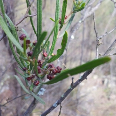 Dodonaea viscosa subsp. angustissima (Hop Bush) at Kambah, ACT - 8 Sep 2017 by RosemaryRoth