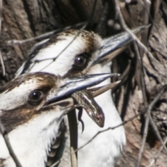 Ctenotus robustus at Kambah, ACT - 10 Sep 2017 12:16 PM