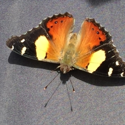 Vanessa itea (Yellow Admiral) at Wandiyali-Environa Conservation Area - 11 Sep 2017 by Wandiyali