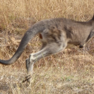 Macropus giganteus at Molonglo Valley, ACT - 28 Apr 2016