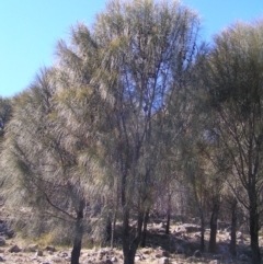 Allocasuarina verticillata at Chifley, ACT - 9 Sep 2017