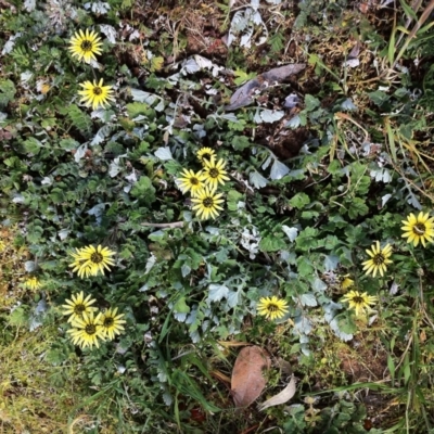 Arctotheca calendula (Capeweed, Cape Dandelion) at Hughes, ACT - 10 Sep 2017 by ruthkerruish