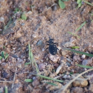 Reduviidae (family) at Red Hill, ACT - 10 Nov 2016 05:43 PM