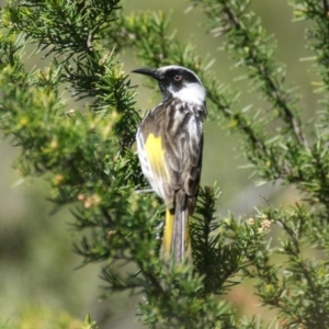 Phylidonyris niger X novaehollandiae (Hybrid) at Fyshwick, ACT - 19 Oct 2016 11:46 AM