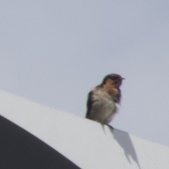 Hirundo neoxena (Welcome Swallow) at Holt, ACT - 11 Sep 2017 by Alison Milton