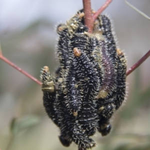 Perga sp. (genus) at Holt, ACT - 11 Sep 2017