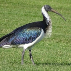 Threskiornis spinicollis (Straw-necked Ibis) at Capital Hill, ACT - 24 May 2017 by roymcd