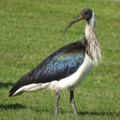 Threskiornis spinicollis at Capital Hill, ACT - 24 May 2017 04:18 PM